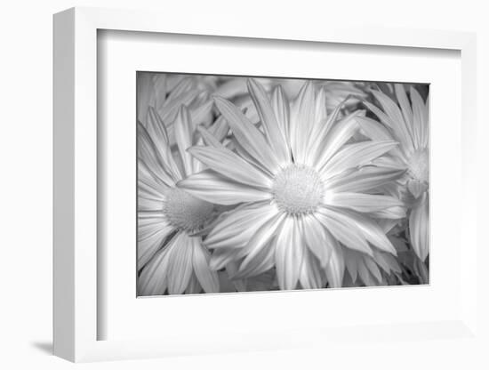 Barberton daisy in black and white infrared-Michael Scheufler-Framed Photographic Print