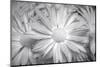 Barberton daisy in black and white infrared-Michael Scheufler-Mounted Photographic Print