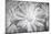 Barberton daisy in black and white infrared-Michael Scheufler-Mounted Photographic Print