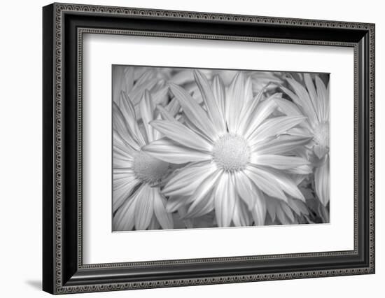 Barberton daisy in black and white infrared-Michael Scheufler-Framed Photographic Print