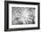 Barberton daisy in black and white infrared-Michael Scheufler-Framed Photographic Print