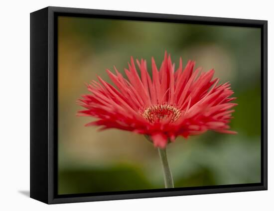 Barberton Daisy-Michael Scheufler-Framed Premier Image Canvas