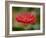 Barberton Daisy-Michael Scheufler-Framed Photographic Print