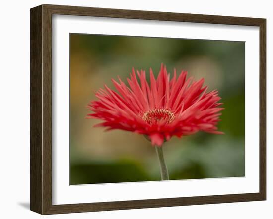 Barberton Daisy-Michael Scheufler-Framed Photographic Print