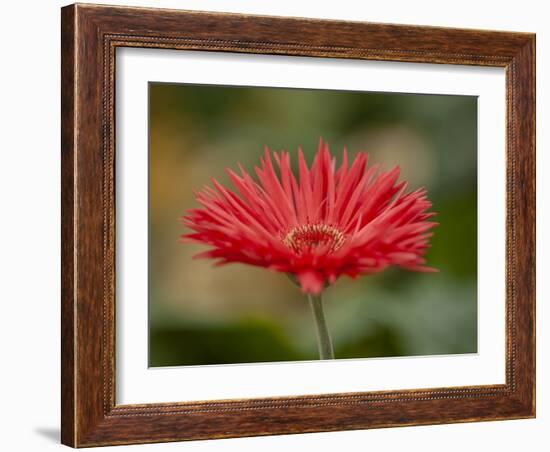 Barberton Daisy-Michael Scheufler-Framed Photographic Print