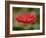 Barberton Daisy-Michael Scheufler-Framed Photographic Print