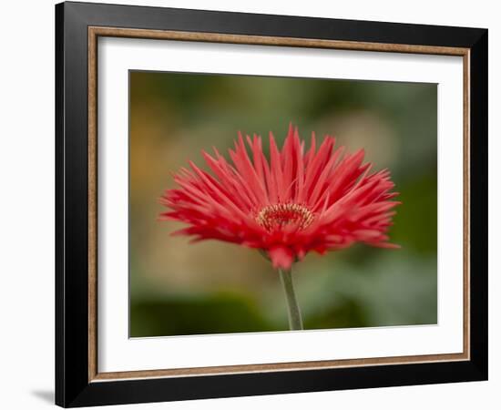 Barberton Daisy-Michael Scheufler-Framed Photographic Print