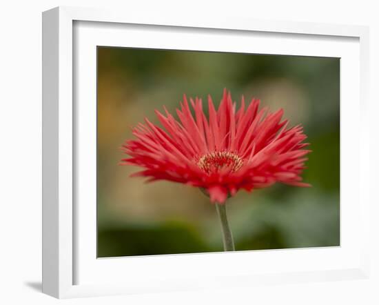 Barberton Daisy-Michael Scheufler-Framed Photographic Print