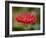 Barberton Daisy-Michael Scheufler-Framed Photographic Print