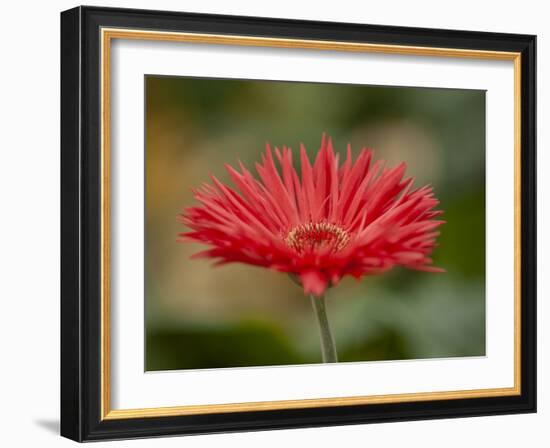 Barberton Daisy-Michael Scheufler-Framed Photographic Print