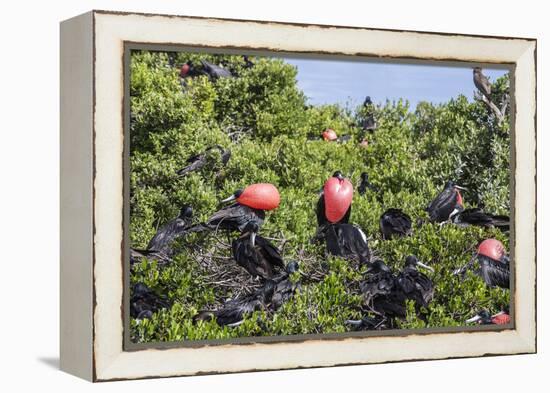 Barbuda, Antigua and Barbuda, Leeward Islands, West Indies-Roberto Moiola-Framed Premier Image Canvas