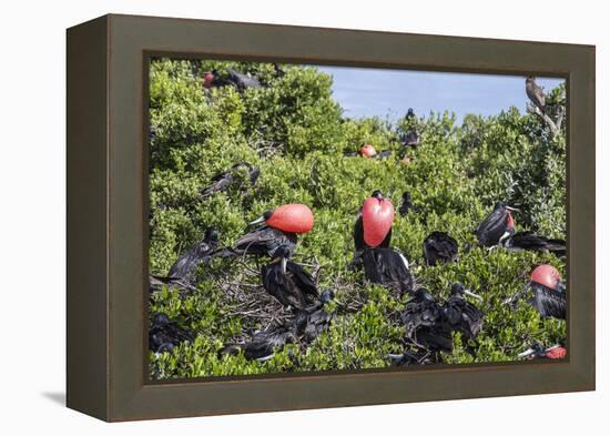 Barbuda, Antigua and Barbuda, Leeward Islands, West Indies-Roberto Moiola-Framed Premier Image Canvas