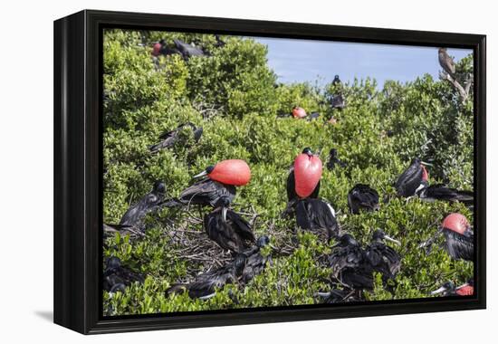 Barbuda, Antigua and Barbuda, Leeward Islands, West Indies-Roberto Moiola-Framed Premier Image Canvas