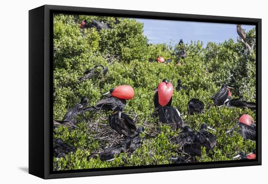 Barbuda, Antigua and Barbuda, Leeward Islands, West Indies-Roberto Moiola-Framed Premier Image Canvas