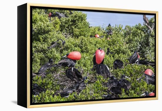 Barbuda, Antigua and Barbuda, Leeward Islands, West Indies-Roberto Moiola-Framed Premier Image Canvas