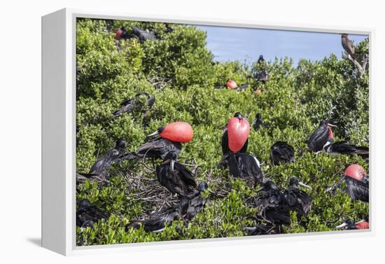 Barbuda, Antigua and Barbuda, Leeward Islands, West Indies-Roberto Moiola-Framed Premier Image Canvas