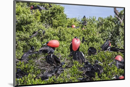 Barbuda, Antigua and Barbuda, Leeward Islands, West Indies-Roberto Moiola-Mounted Photographic Print