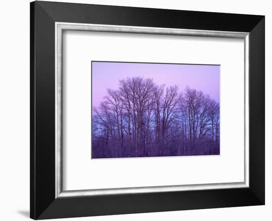 Bare aspen trees against purple twilight on Boulder Mountain, Dixie National Forest, Utah, USA.-Russ Bishop-Framed Photographic Print