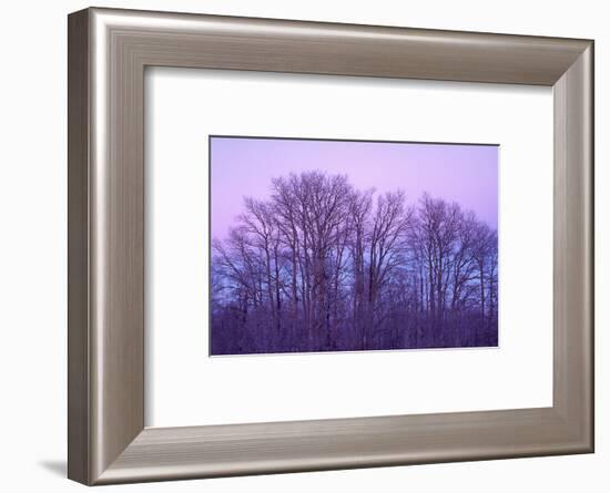 Bare aspen trees against purple twilight on Boulder Mountain, Dixie National Forest, Utah, USA.-Russ Bishop-Framed Photographic Print