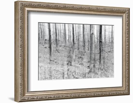 Bare Beech Forest in Winter, Abstract Study, Colour and Contrast Digitally Enhanced-Andreas Vitting-Framed Photographic Print