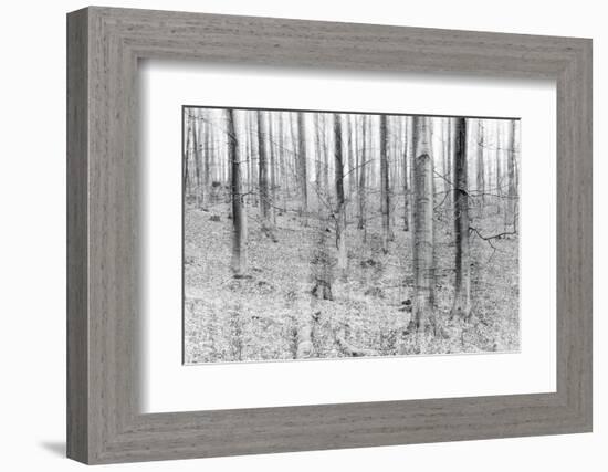 Bare Beech Forest in Winter, Abstract Study, Colour and Contrast Digitally Enhanced-Andreas Vitting-Framed Photographic Print