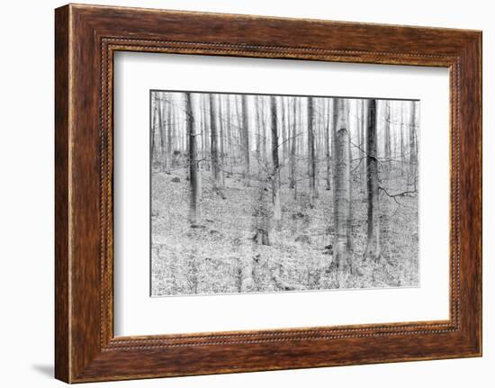 Bare Beech Forest in Winter, Abstract Study, Colour and Contrast Digitally Enhanced-Andreas Vitting-Framed Photographic Print