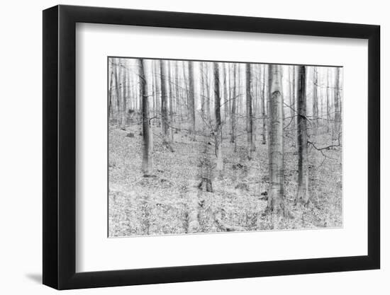 Bare Beech Forest in Winter, Abstract Study, Colour and Contrast Digitally Enhanced-Andreas Vitting-Framed Photographic Print