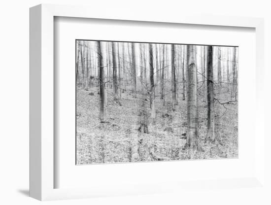 Bare Beech Forest in Winter, Abstract Study, Colour and Contrast Digitally Enhanced-Andreas Vitting-Framed Photographic Print