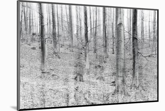 Bare Beech Forest in Winter, Abstract Study, Colour and Contrast Digitally Enhanced-Andreas Vitting-Mounted Photographic Print