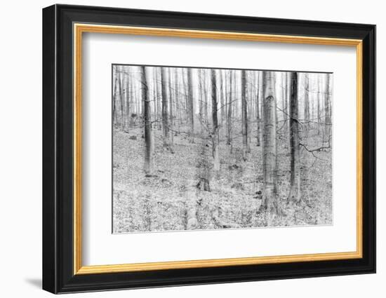 Bare Beech Forest in Winter, Abstract Study, Colour and Contrast Digitally Enhanced-Andreas Vitting-Framed Photographic Print