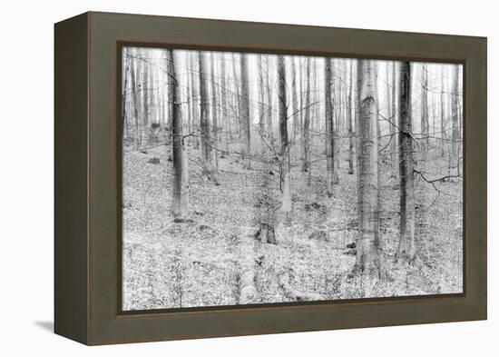 Bare Beech Forest in Winter, Abstract Study, Colour and Contrast Digitally Enhanced-Andreas Vitting-Framed Premier Image Canvas