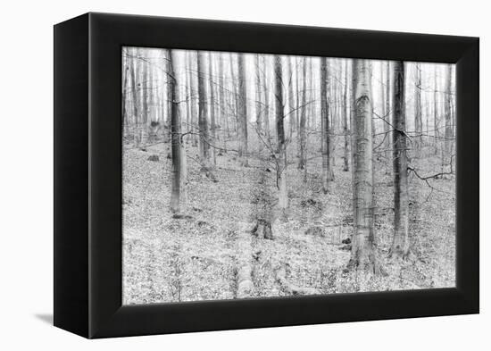 Bare Beech Forest in Winter, Abstract Study, Colour and Contrast Digitally Enhanced-Andreas Vitting-Framed Premier Image Canvas