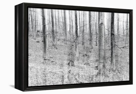 Bare Beech Forest in Winter, Abstract Study, Colour and Contrast Digitally Enhanced-Andreas Vitting-Framed Premier Image Canvas