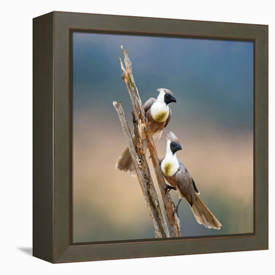 Bare-Faced Go-Away-Birds (Corythaixoides personatus) perching on a branch, Tarangire National Pa...-null-Framed Premier Image Canvas