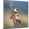 Bare-Faced Go-Away-Birds (Corythaixoides personatus) perching on a branch, Tarangire National Pa...-null-Mounted Photographic Print