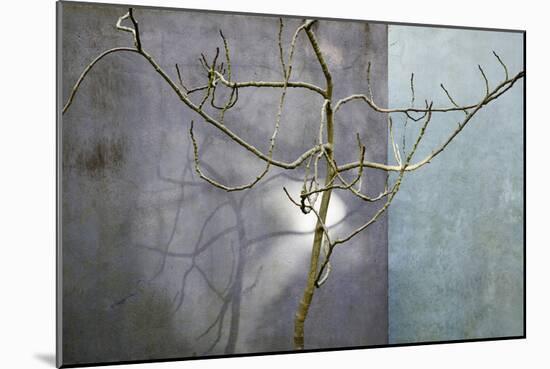 Bare Fig Tree Casting a Shadow on a Grey Wall-Richard Bryant-Mounted Photographic Print