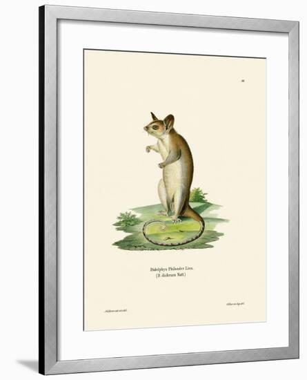 Bare-Tailed Woolly Opossum-null-Framed Giclee Print