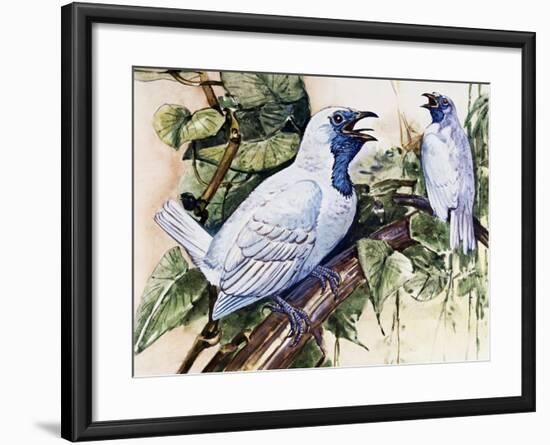 Bare-Throated Bellbird (Procnias Nudicollis), Cotingidae-null-Framed Giclee Print