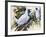 Bare-Throated Bellbird (Procnias Nudicollis), Cotingidae-null-Framed Giclee Print