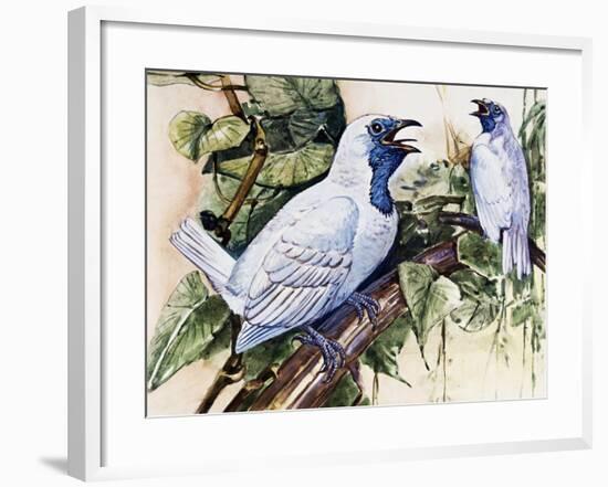 Bare-Throated Bellbird (Procnias Nudicollis), Cotingidae-null-Framed Giclee Print