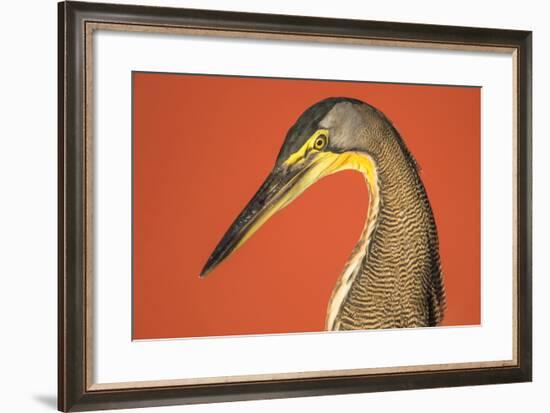 Bare-Throated Tiger Heron (Tigrisoma mexicanum), Tortuguero, Costa Rica-null-Framed Photographic Print