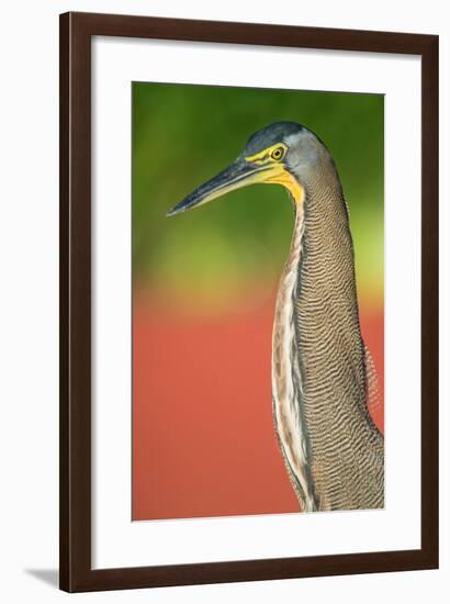 Bare-Throated Tiger Heron (Tigrisoma mexicanum), Tortuguero, Costa Rica-null-Framed Photographic Print