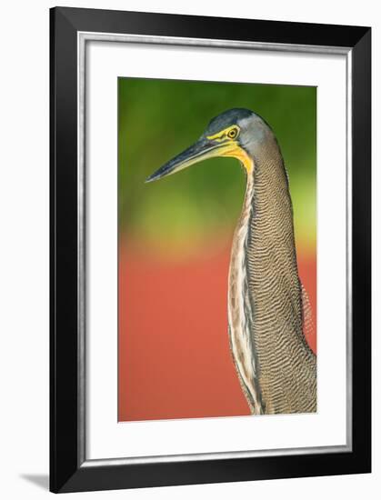 Bare-Throated Tiger Heron (Tigrisoma mexicanum), Tortuguero, Costa Rica-null-Framed Photographic Print