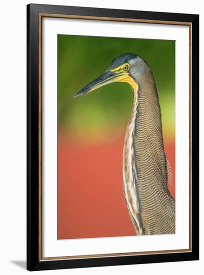 Bare-Throated Tiger Heron (Tigrisoma mexicanum), Tortuguero, Costa Rica-null-Framed Photographic Print