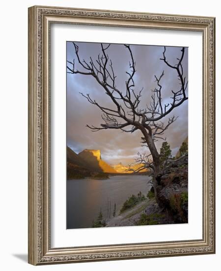 Bare Tree at Sunrise, St. Mary Lake, Glacier National Park, Montana, USA-James Hager-Framed Photographic Print