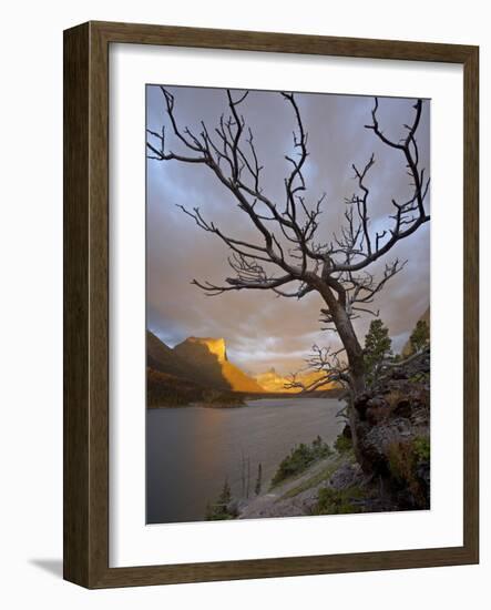 Bare Tree at Sunrise, St. Mary Lake, Glacier National Park, Montana, USA-James Hager-Framed Photographic Print