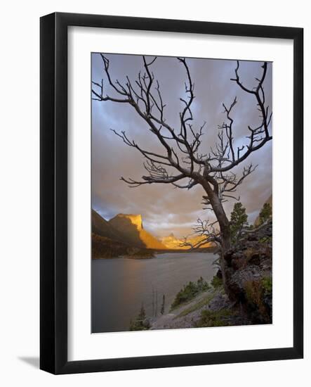 Bare Tree at Sunrise, St. Mary Lake, Glacier National Park, Montana, USA-James Hager-Framed Photographic Print