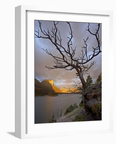 Bare Tree at Sunrise, St. Mary Lake, Glacier National Park, Montana, USA-James Hager-Framed Photographic Print