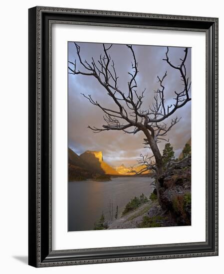 Bare Tree at Sunrise, St. Mary Lake, Glacier National Park, Montana, USA-James Hager-Framed Photographic Print