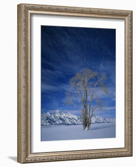 Bare Tree in Snowy Landscape, Grand Teton National Park, Wyoming, USA-Scott T. Smith-Framed Photographic Print